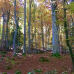 3922838509 - Galerie Photos Autour de Domancy
