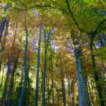 4047632979 - Galerie Photos Autour de Domancy