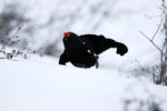 2120949325 - Galerie Photos Nature, Faune et Flore