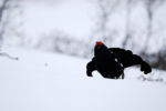 533090081 - Galerie Photos Nature, Faune et Flore