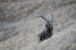 1817958825 - Galerie Photos Nature, Faune et Flore