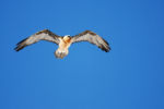 1204265374 - Galerie Photos Nature, Faune et Flore