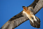3865838538 - Galerie Photos Nature, Faune et Flore