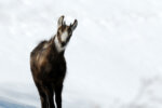 2727803863 - Galerie Photos Nature, Faune et Flore