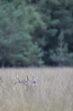 871412114 - Galerie Photos Nature, Faune et Flore