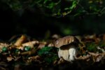 3878086723 - Galerie Photos Nature, Faune et Flore