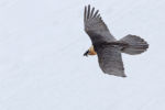 223949280 - Galerie Photos Nature, Faune et Flore