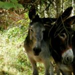259545978 - Galerie Photos Autour de Domancy