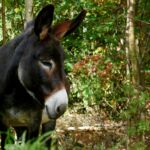 3346409509 - Galerie Photos Autour de Domancy