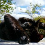 684756642 - Galerie Photos Autour de Domancy
