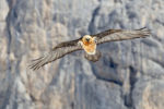 1623833403 - Galerie Photos Nature, Faune et Flore