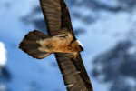 3217650174 - Galerie Photos Nature, Faune et Flore